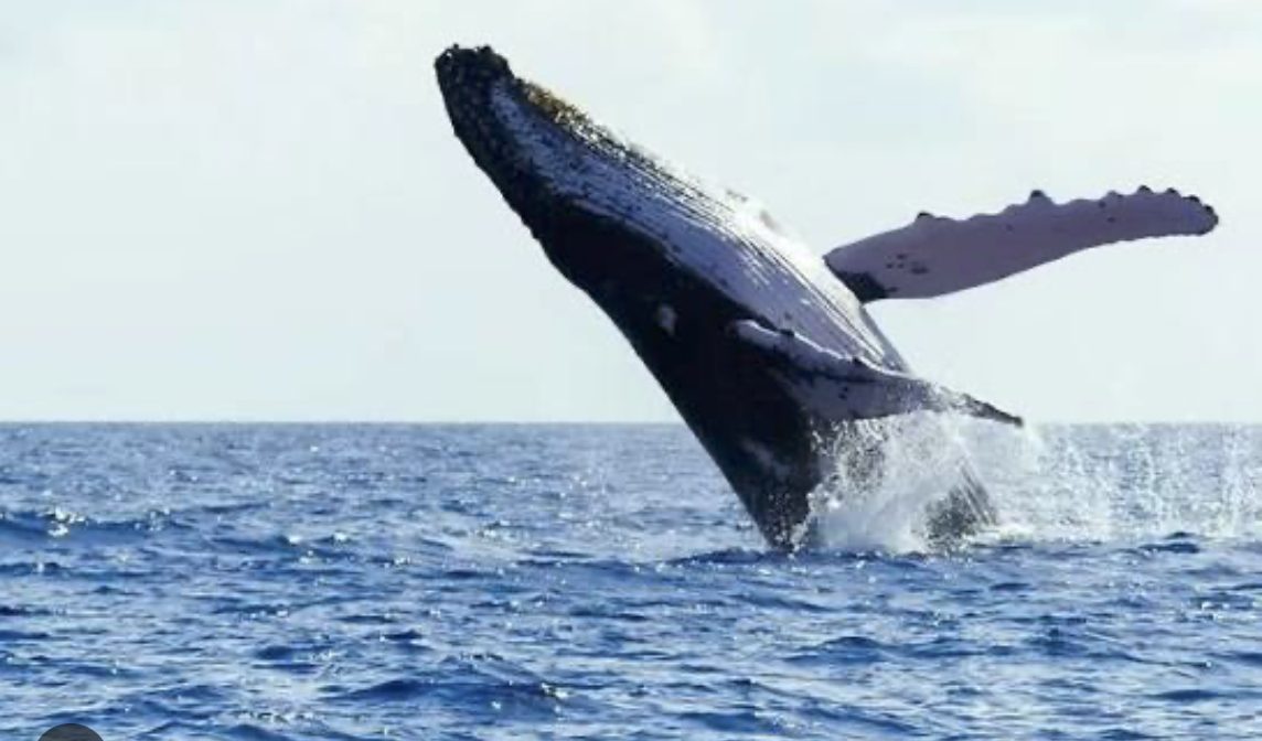 Baleine à bosse au large de Port-Gentil